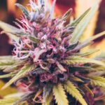 Treat-Heart-Failure-by-CBD-on-Contribution.Space