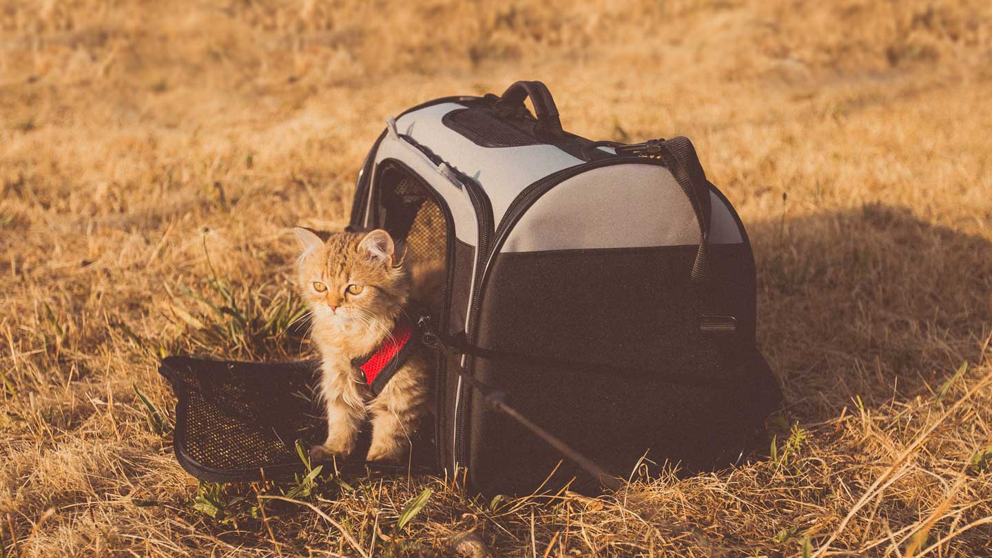 Know-About-the-Top-6-Pet-Carrier-Backpacks-for-Traveling-on-contribution