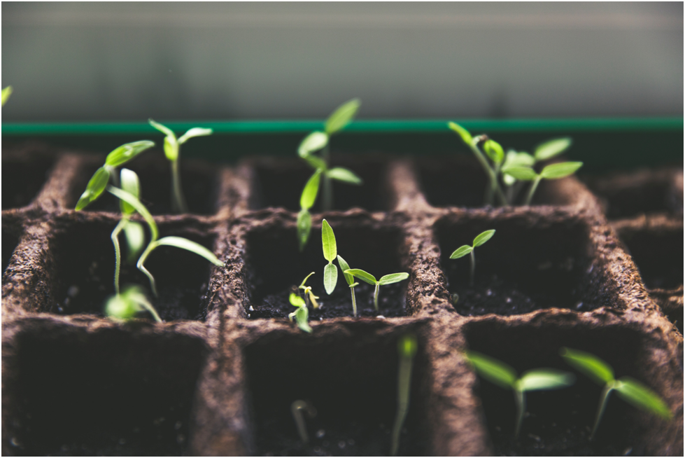 hydroponic grow kit