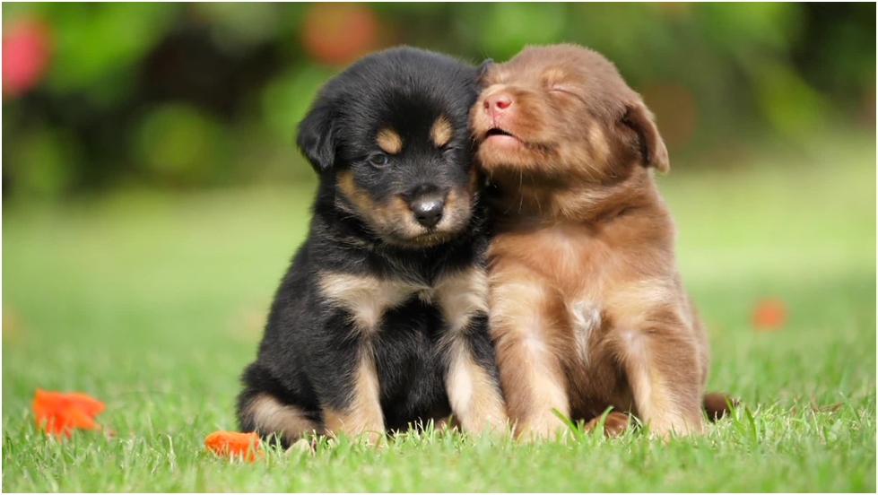 chicken hearts for dogs