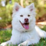 chicken hearts for dogs