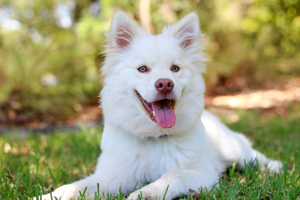 chicken hearts for dogs