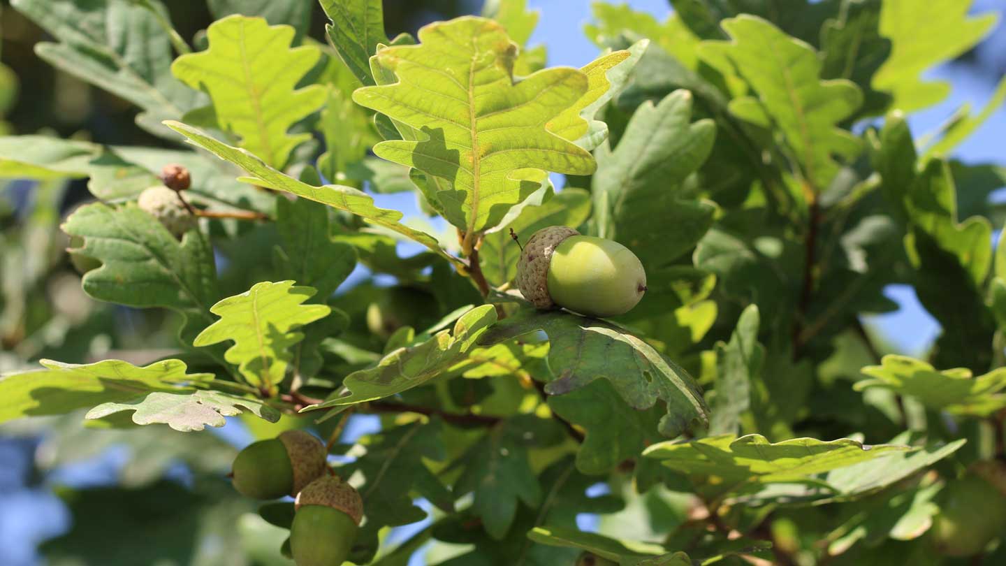 Acorn-Arboretum-Planting-The-Seeds-For-Majestic-Oak-Tree-Growth-on-contribution