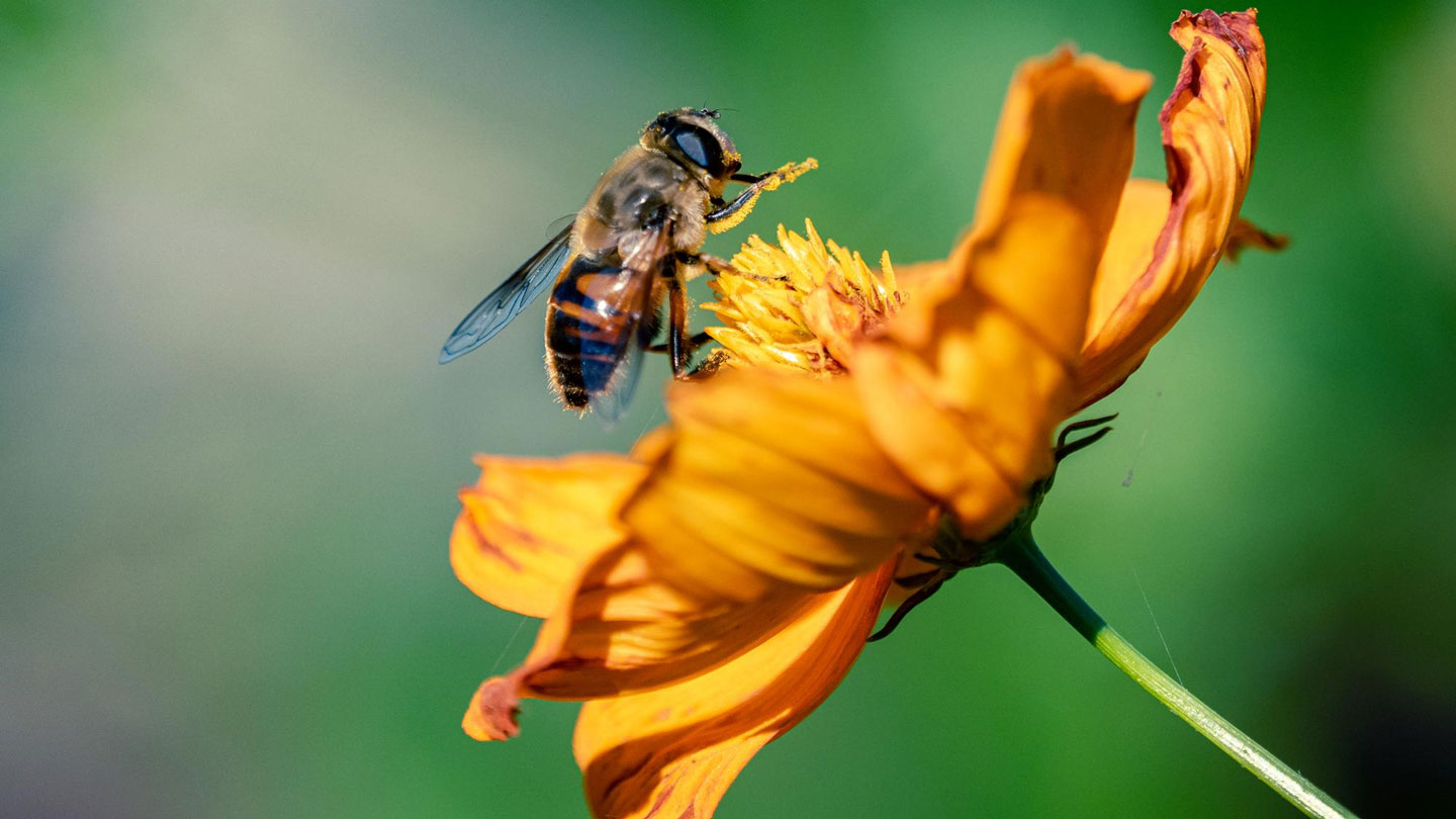 Blooms-That-Buzz-Enhance-Your-Garden-With-Pollinator-Approved-Plants-on-contribution